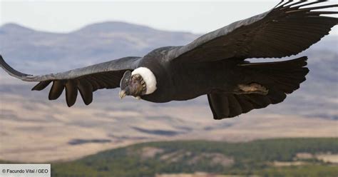  La Légende du Condor: Une Odyssée Féerique à Travers les Andes Colombiens !