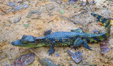   The Colourful Caiman - A Colombian Folktale Exploding with Wonder and Warnings!