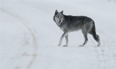  Pourquoi le Loup gris est-il si malin? Un voyage fascinant dans la sagesse populaire russe !